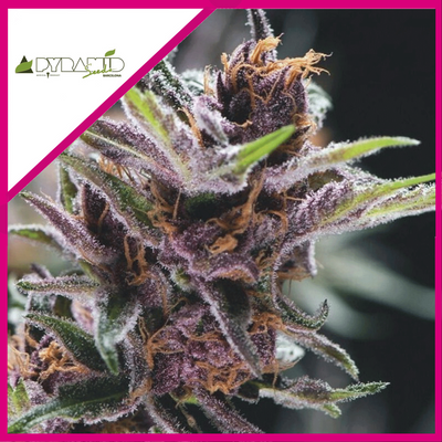 BLACK CHERRY PUNCH FEM X3+1-PYRAMID SEEDS (DS)