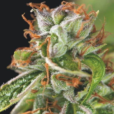 DOUBLE OG HAZE FEM X3+1-PYRAMID SEEDS (DS)