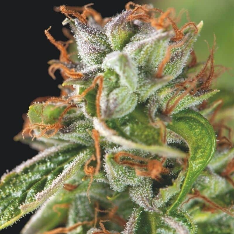 DOUBLE OG HAZE FEM X3+1-PYRAMID SEEDS (DS)