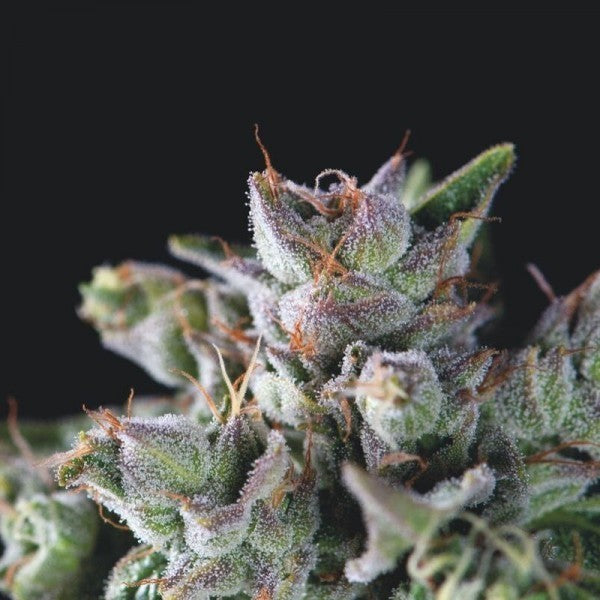 GORILA FEM X3+1-PYRAMID SEEDS (DS)