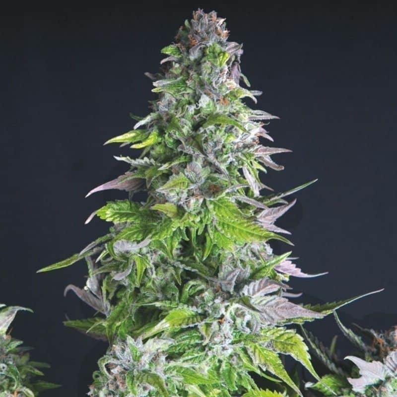 ROMULAN FEM X3+1-PYRAMID SEEDS (DS)