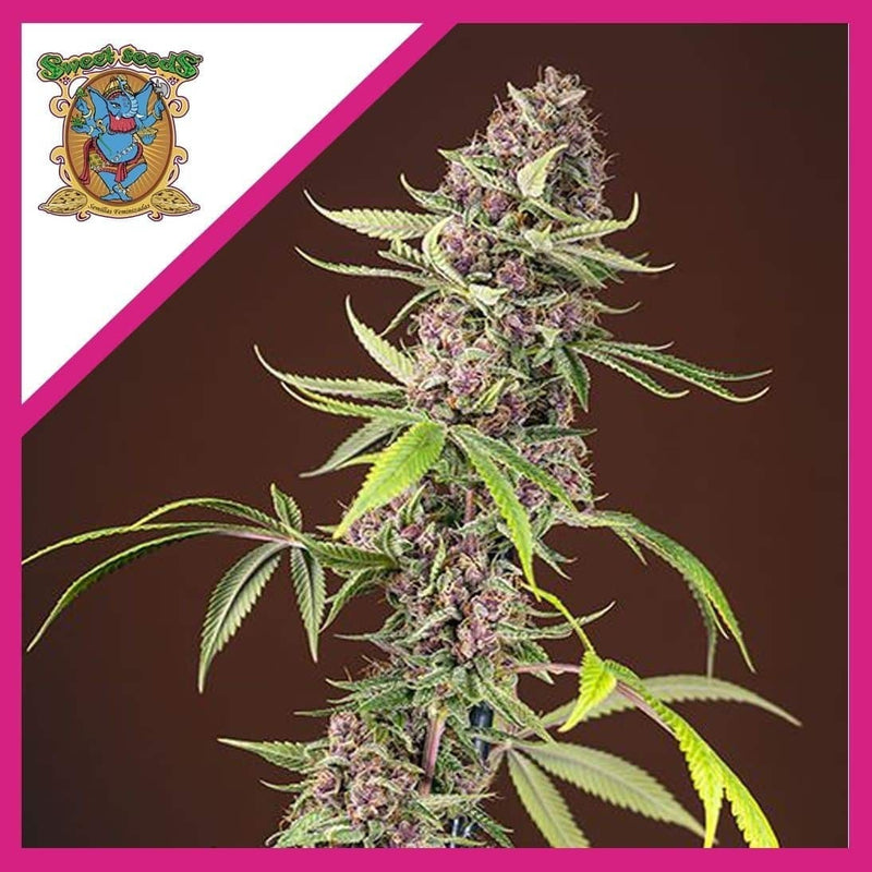 RED MANDARINE F1 FEM X3+1-SWEET SEEDS (DS)
