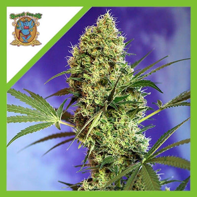 BIG DEVIL XL AUTO X5+2-SWEET SEEDS (DS)