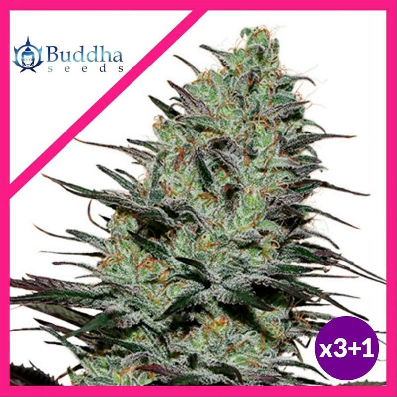 MORPHEUS FEM X3+1-BUDDHA SEEDS (DS)