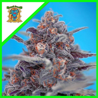 DEVIL CREAM AUTO X5+2-SWEET SEEDS (DS)