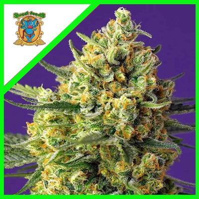 CRYSTAL CANDY XL AUTO X3+1-SWEET SEEDS (DS)