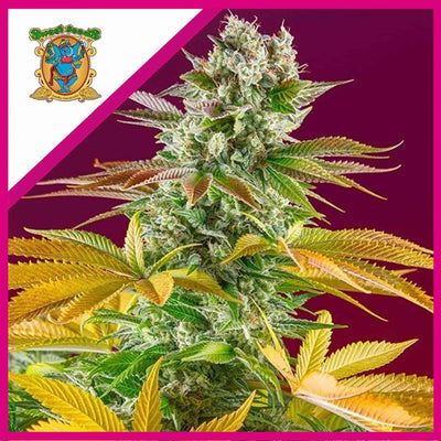 GORILLA GIRL F1 FEM X3+1-SWEET SEEDS (DS)