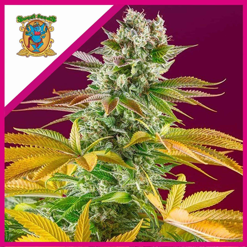 GORILLA GIRL F1 FEM X3+1-SWEET SEEDS (DS)