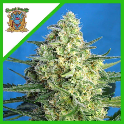 JACK 47 XL AUTO X3+1-SWEET SEEDS (DS)