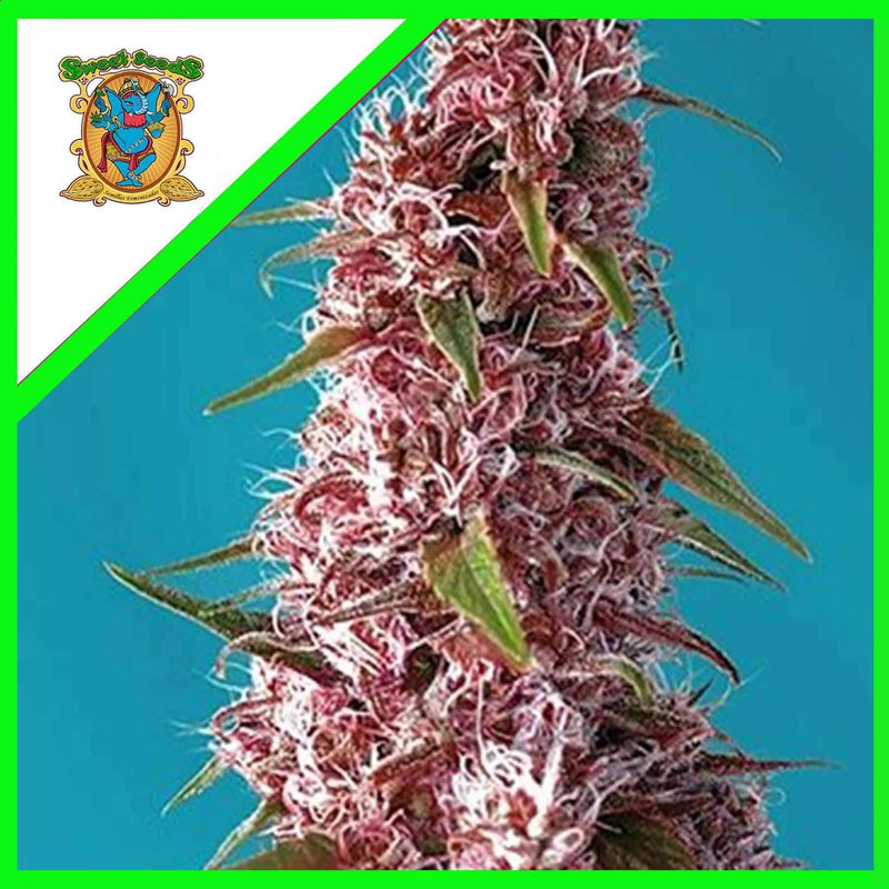 RED PURE CBD AUTO X3+1-SWEET SEEDS (DS)