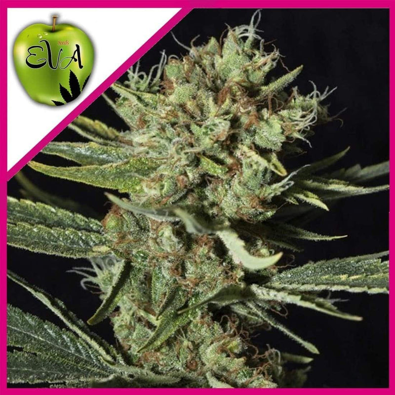ONLY CBD FEM X3+1-EVA SEEDS (DS)