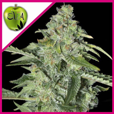 TNT KUSH CBD FEM X3+1-EVA SEEDS (DS)