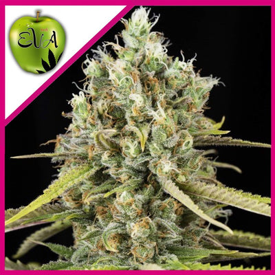 LEMON KING FEM X3+1-EVA SEEDS (DS)