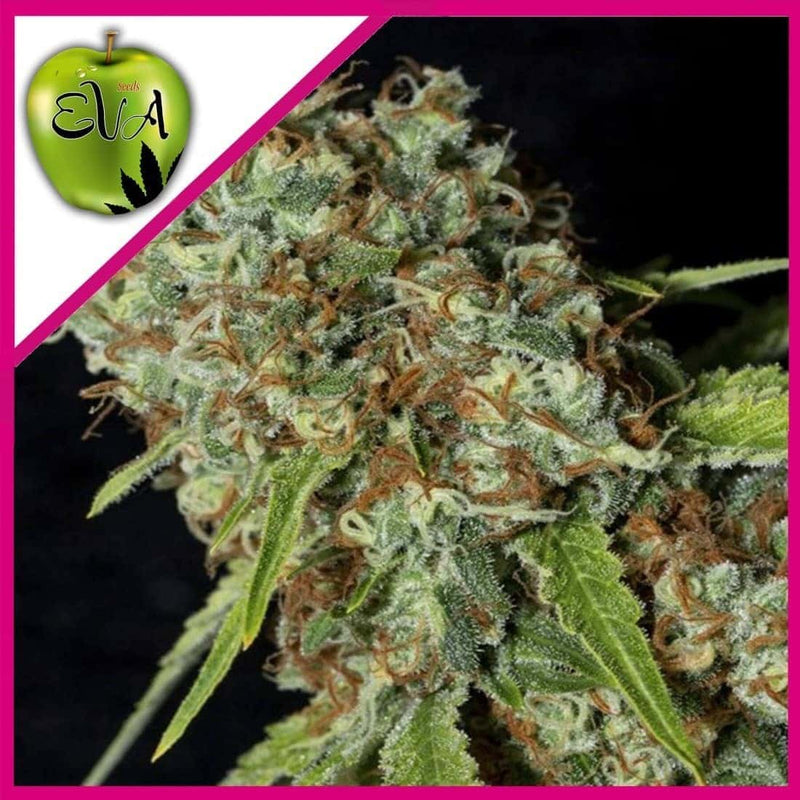 JAMAICAN DREAM CBD FEM X3+1-EVA SEEDS (DS)