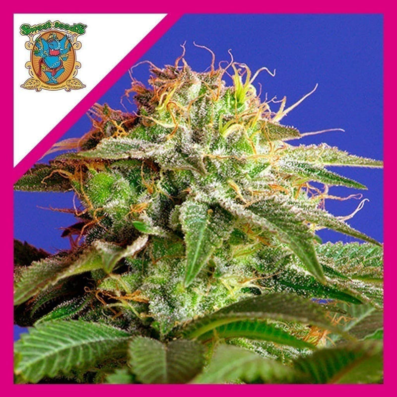 GREEN POISON FEM X3+1-SWEET SEEDS (DS)