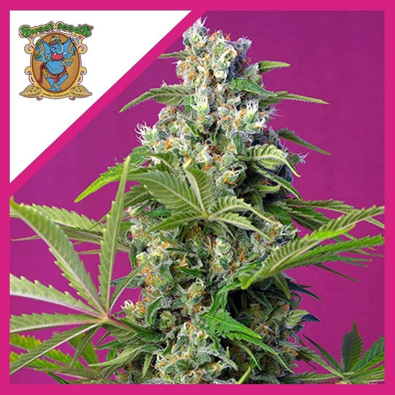 GORILLA GIRL FEM X3+1-SWEET SEEDS (DS)