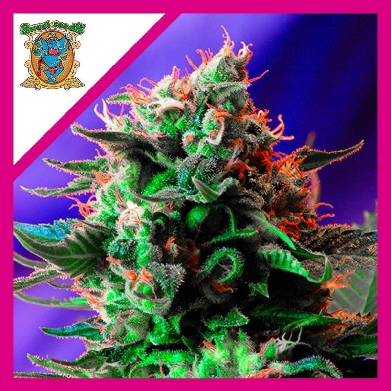 JACK 47 F1 FEM X3+1-SWEET SEEDS (DS)