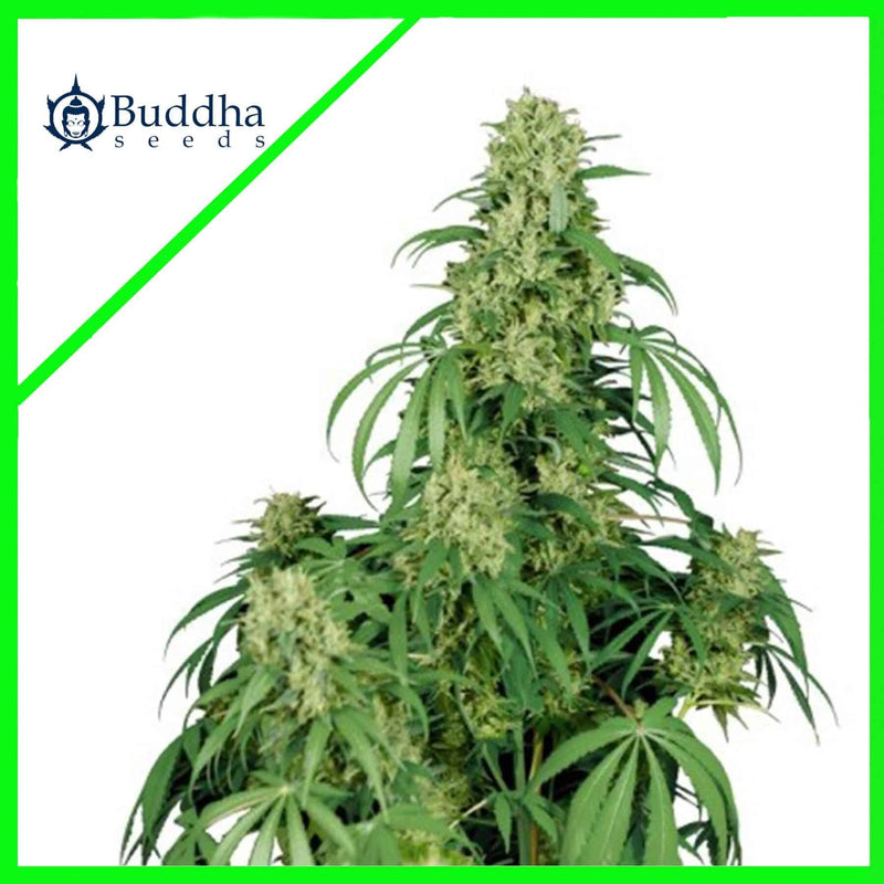 CALAMITY JANE AUTO X3+1-BUDDHA SEEDS (DS)