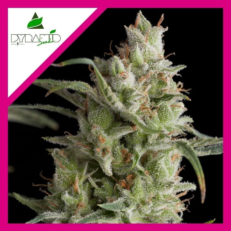SUPER OG KUSH FEM X3+1-PYRAMID SEEDS (DS)