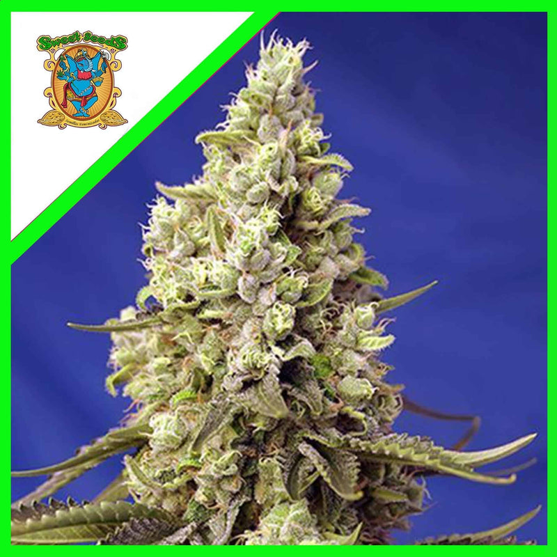 RUNTZ XL AUTO X5+2-SWEET SEEDS (DS)