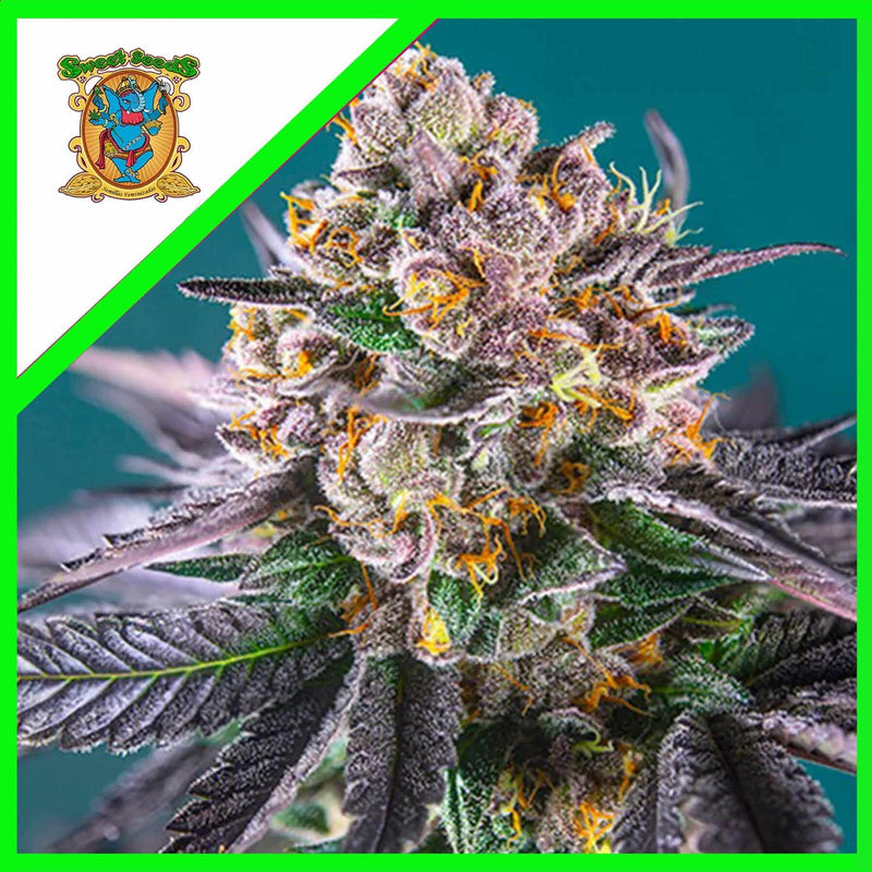 RED GORILLA GIRL XL AUTO X3+1-SWEET SEEDS (DS)