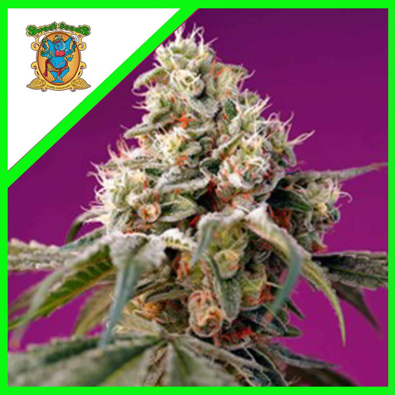 BRUCE BANNER AUTO X3+1-SWEET SEEDS (DS)