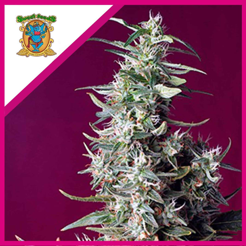 SWEET CHERRY PIE FEM X3+1-SWEET SEEDS (DS)