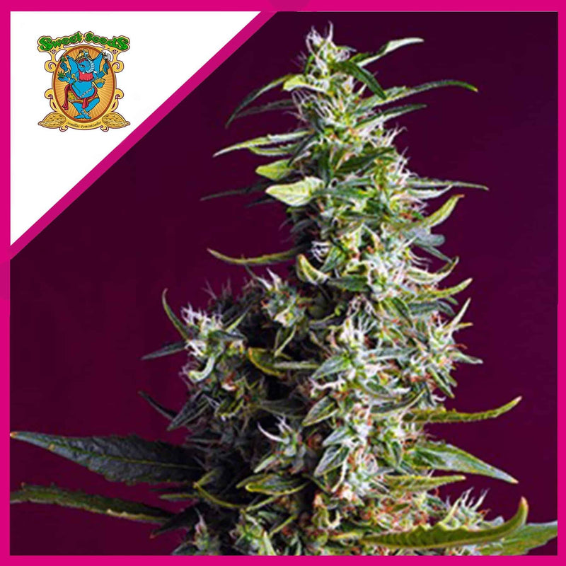 SWEET CHERRY PIE FEM X5+2-SWEET SEEDS (DS)