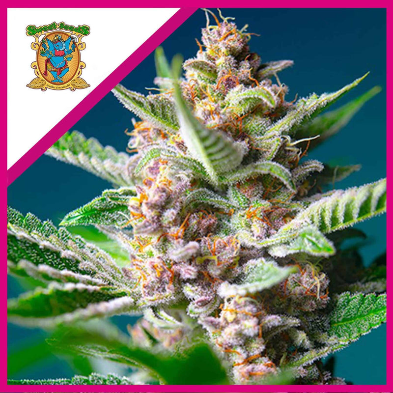PURPLE PUNCH OG FEM X5+2-SWEET SEEDS (DS)