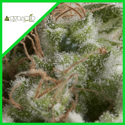 AMERICAN PIE AUTO X3+1-PYRAMID SEEDS (DS)
