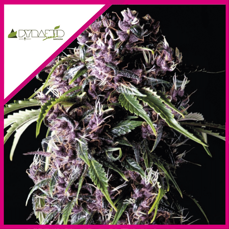 PURPLE FEM X3+1-PYRAMID SEEDS (DS)