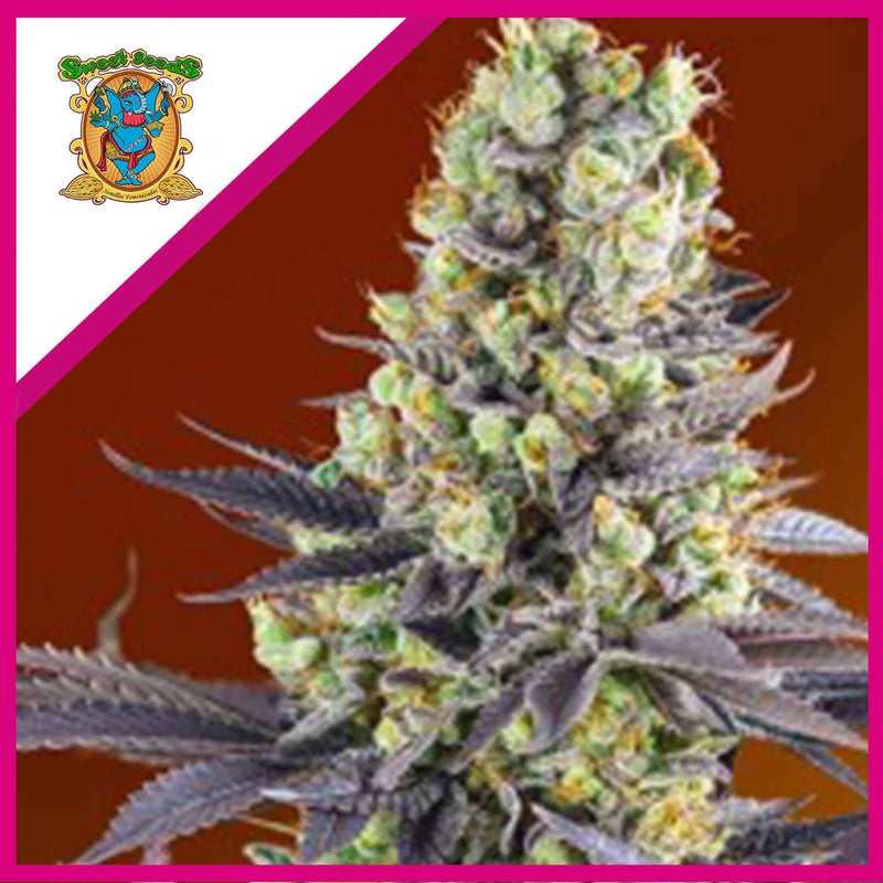 SWEET ZENZATION FEM X3+1-SWEET SEEDS (DS)