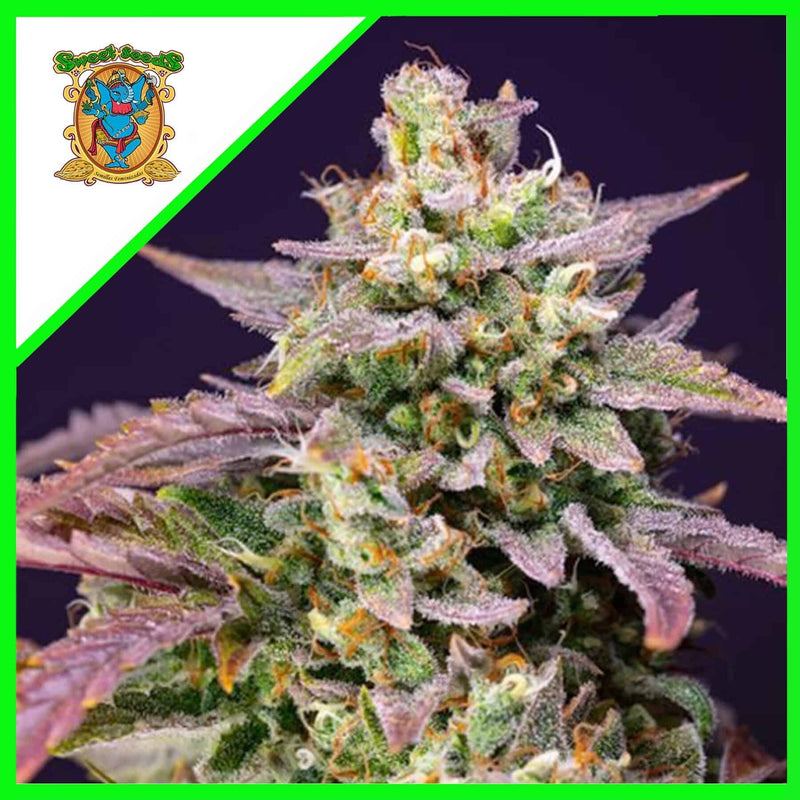 PURPLE PUNCH OG XL AUTO X3+1-SWEET SEEDS (DS)