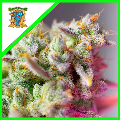 SWEET MIMOSA XL AUTO X3+1-SWEET SEEDS (DS)