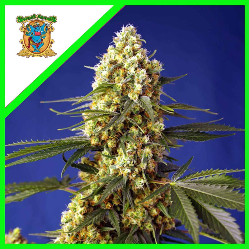 STRAWBERRY BANANA GELATO XL AUTO X5+2-SWEET SEEDS (DS)