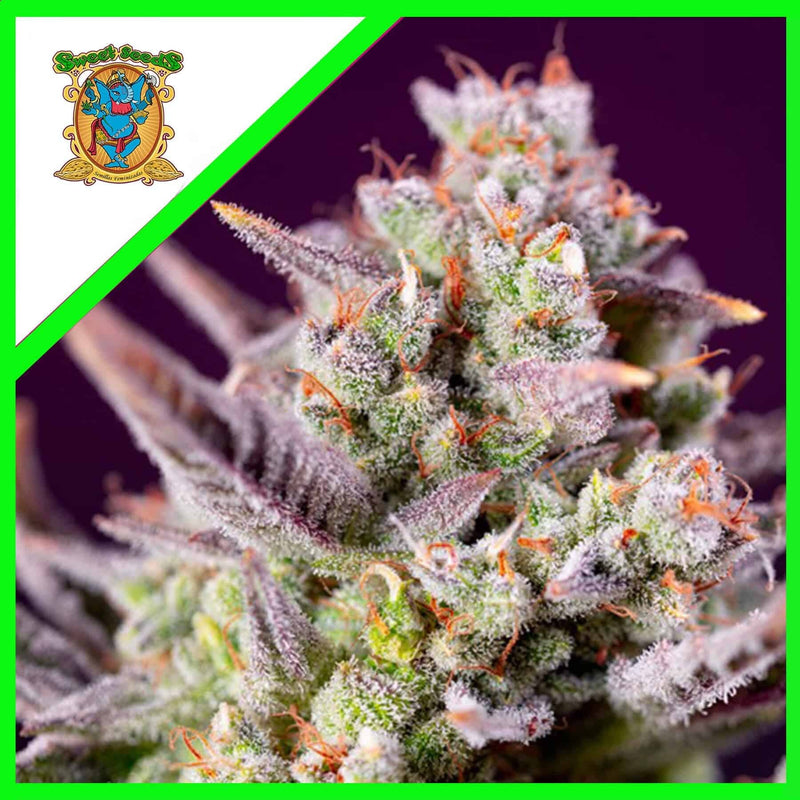 SWEET ZENZATION XL AUTO X3+1-SWEET SEEDS (DS)