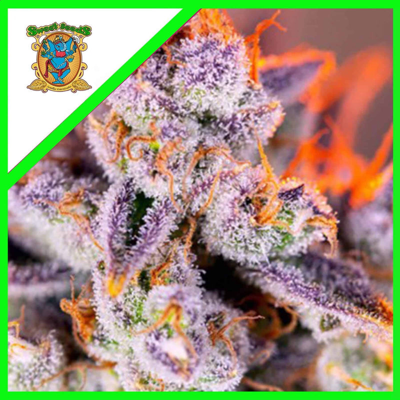 TROPICANNA POISON XL AUTO X3+1-SWEET SEEDS (DS)