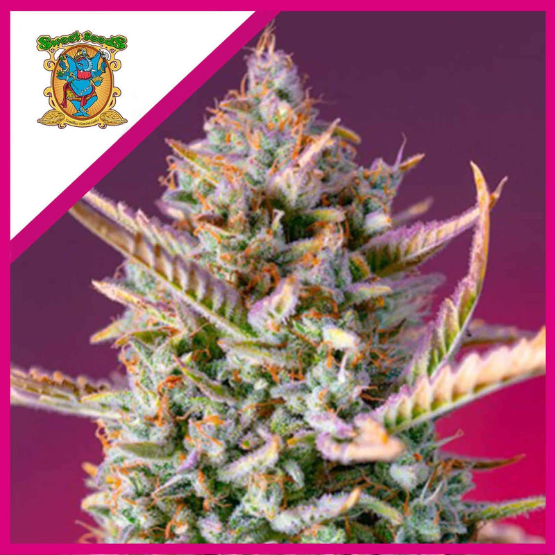 GORILLA SHERBET F1 FEM X3+1-SWEET SEEDS (DS)