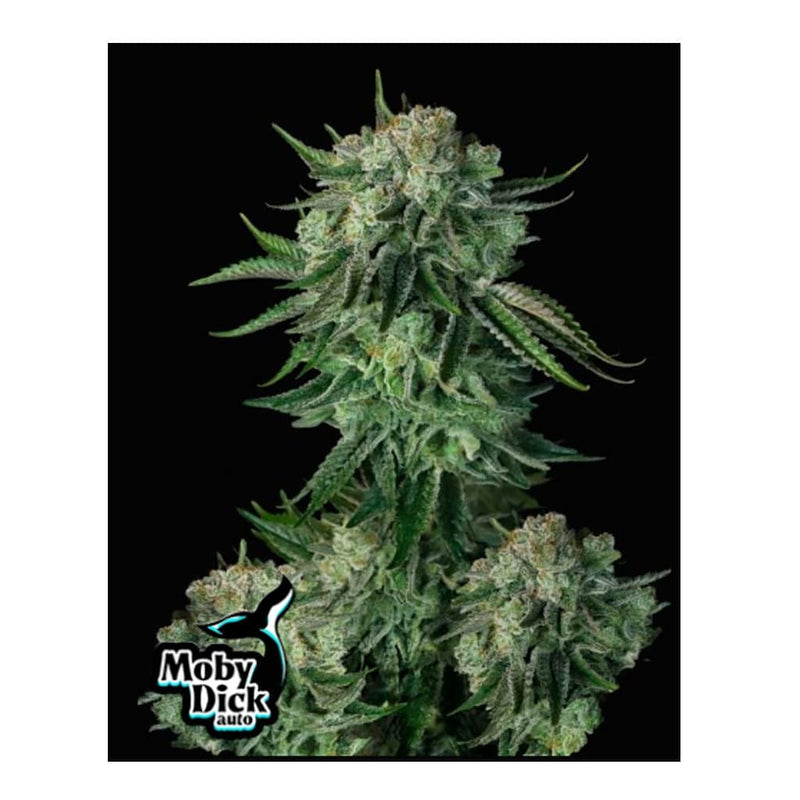 MOBY DICK AUTO 3+2-FAST BUDS (DS)
