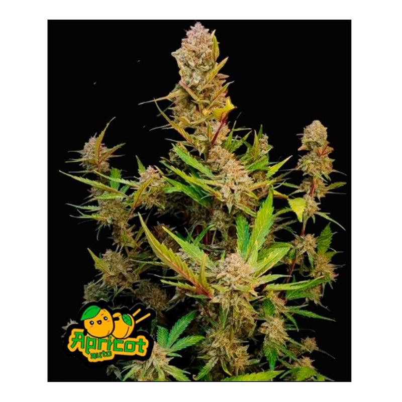 APRICOT AUTO 3+2-FAST BUDS (DS)
