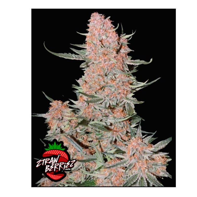 ZTRAWBERRIEZ AUTO 3+2-FAST BUDS (DS)