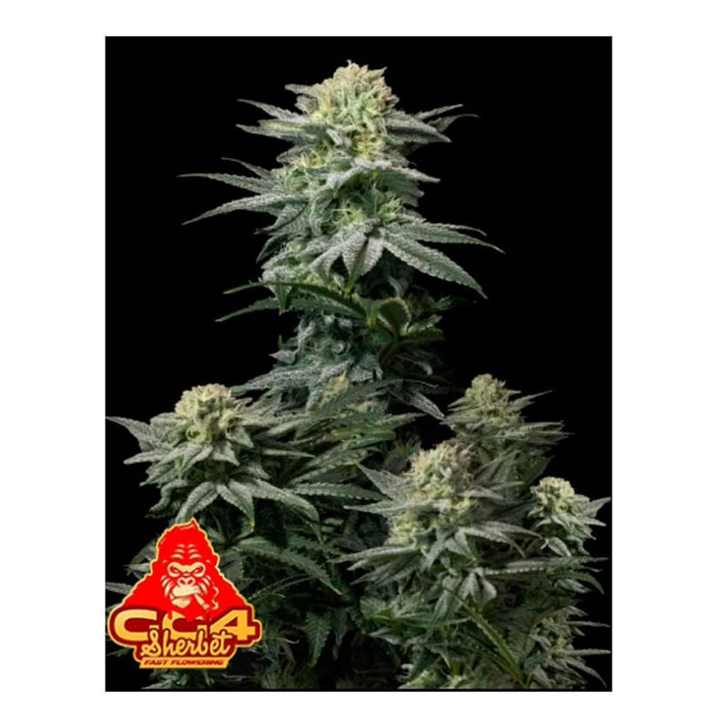 GG4 SHERBET FAST FLOWERING FEM 3+2-FAST BUDS (DS)