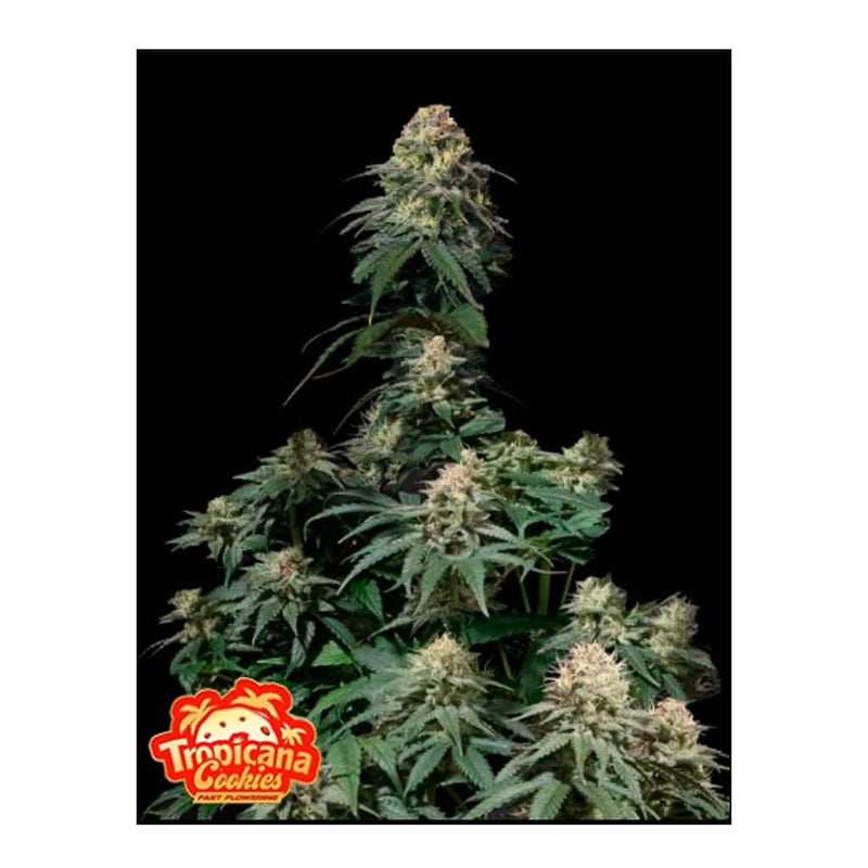 TROPICANA COOKIES FAST FLOWERING FEM 3+2-FAST BUDS (DS)