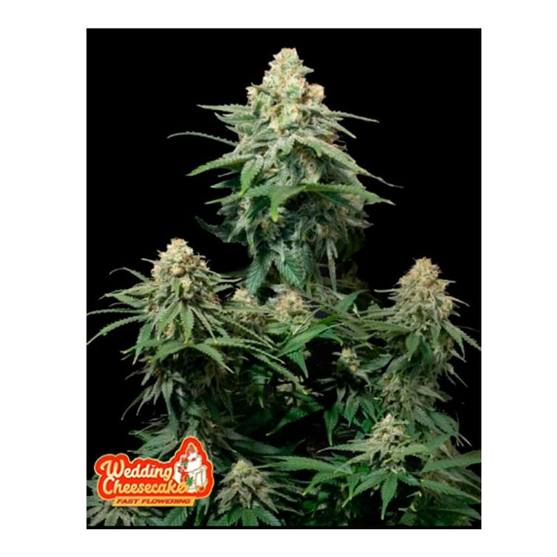 WEDDING CHEESECAKE FAST FLOWERING FEM3+2-FAST BUDS (DS)