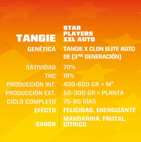 TANGIE XXL AUTO X2-BSF (DS)