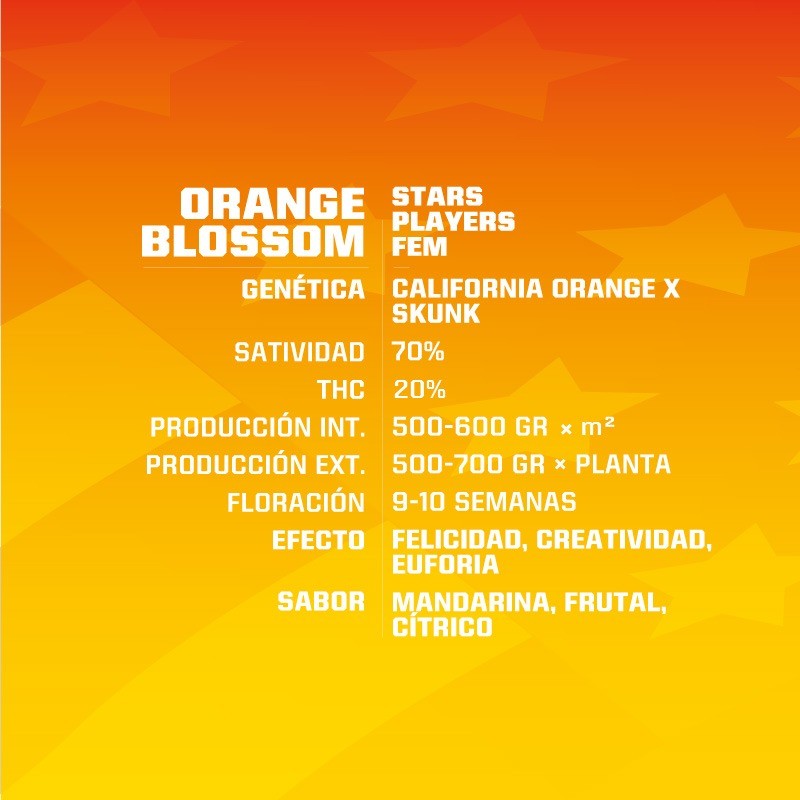 ORANGE BLOSSOM XXL AUTO X2-BSF (DS)