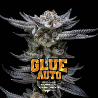 GORILLA GLUE AUTO X12-BSF (DS)