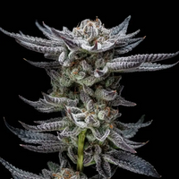 GORILLA GLUE AUTO X4-BSF (DS)
