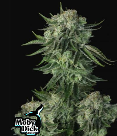 ORIGINAL MOBY DICK AUTO X3-FAST BUDS (DS)