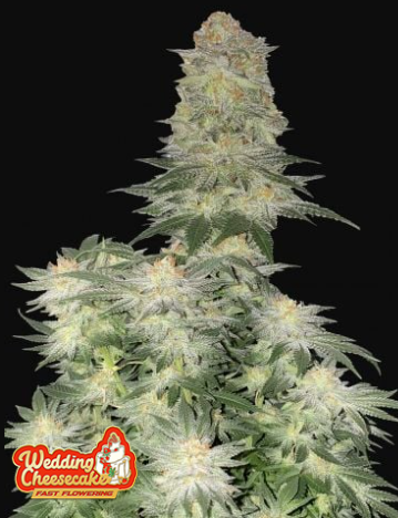 WEDDING CHEESECAKE FAST FLOWERING X3-FAST BUDS (DS)